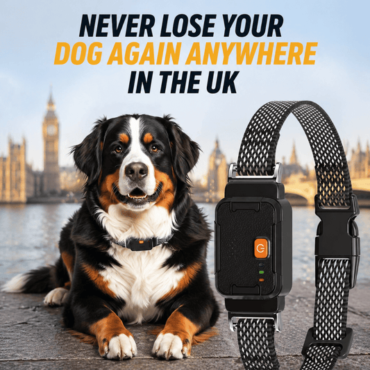 Never Lose Your Dog Again Anywhere in the UK 🐾